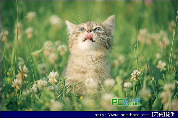 草原上的可爱猫壁纸 多分辨率