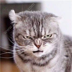 抖音猫表情包图片大全分享下载v10